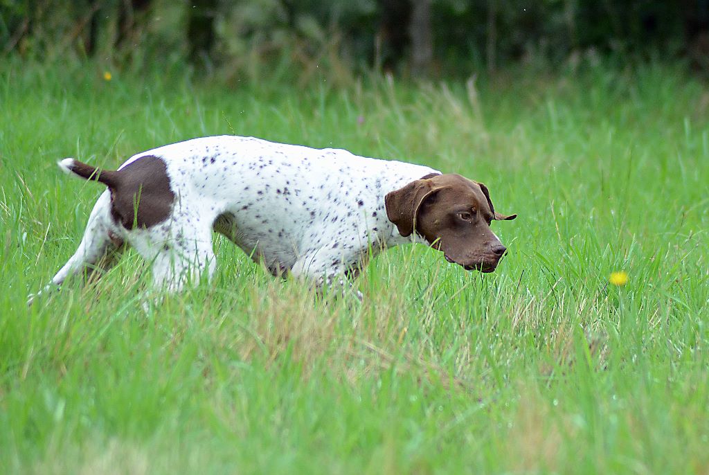 Havanne Du Vallon Des Gourbettes