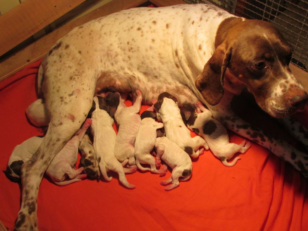 Naissance au Vallon des GOURBETTES