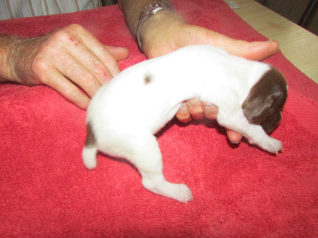 CHIOT 4