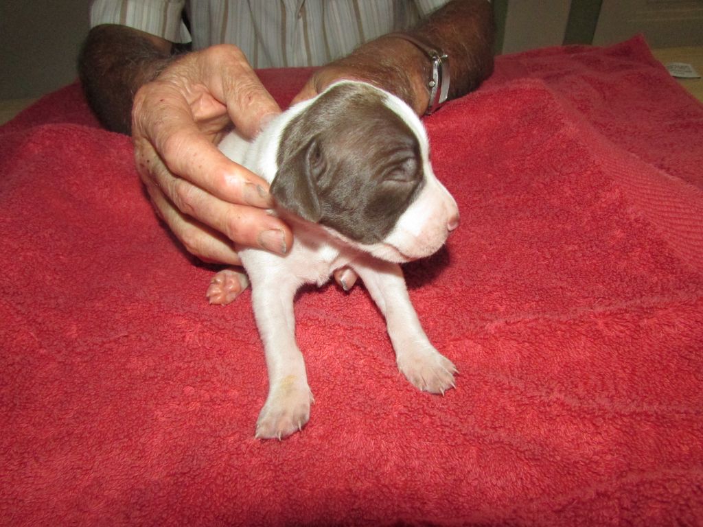 CHIOT 3