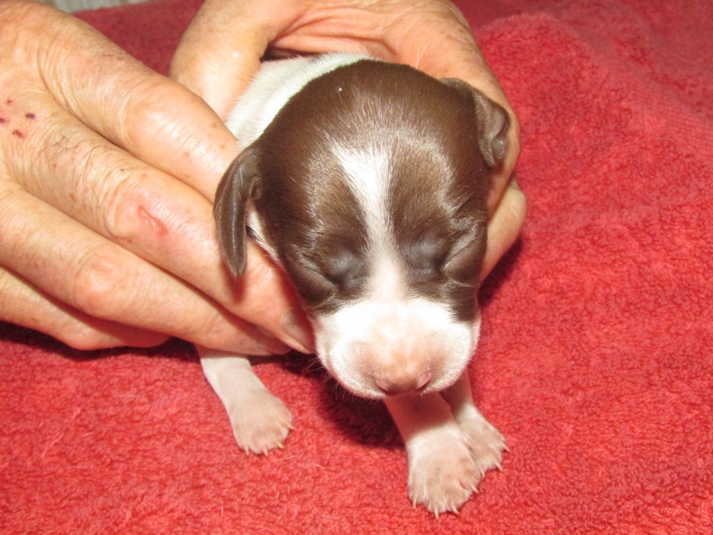 Du Vallon Des Gourbettes - Chiots disponibles - Braque français, type Pyrenees (petite taille)