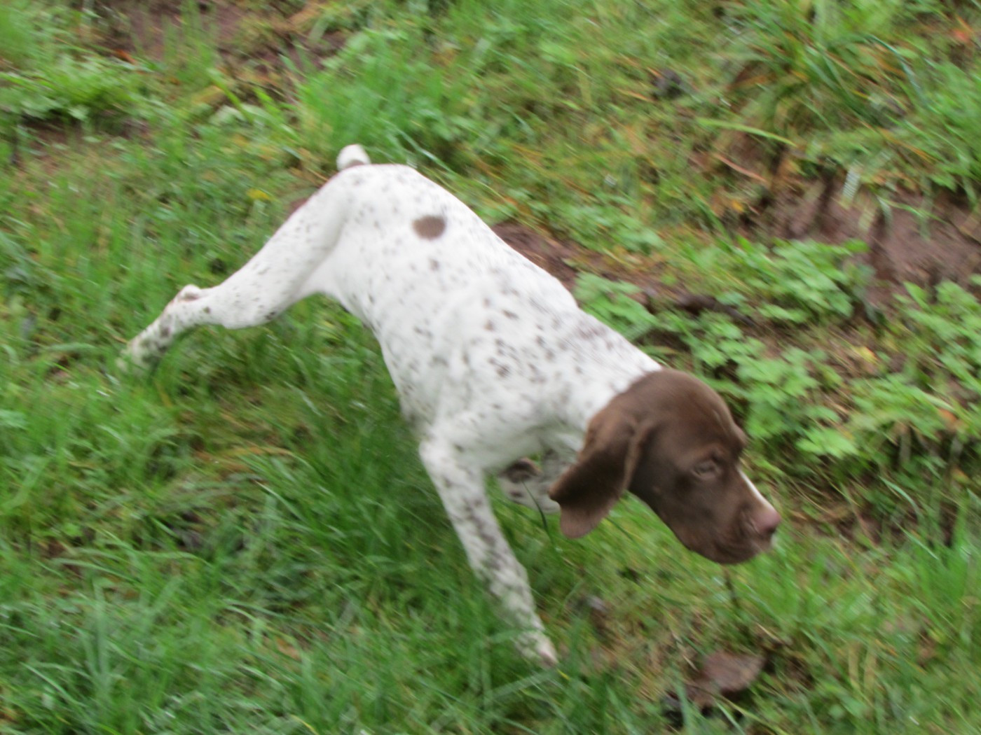 Du Vallon Des Gourbettes - Chiots disponibles - Braque français, type Pyrenees (petite taille)