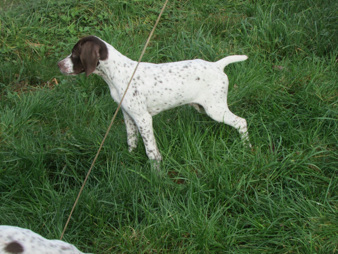 Du Vallon Des Gourbettes - Chiots disponibles - Braque français, type Pyrenees (petite taille)