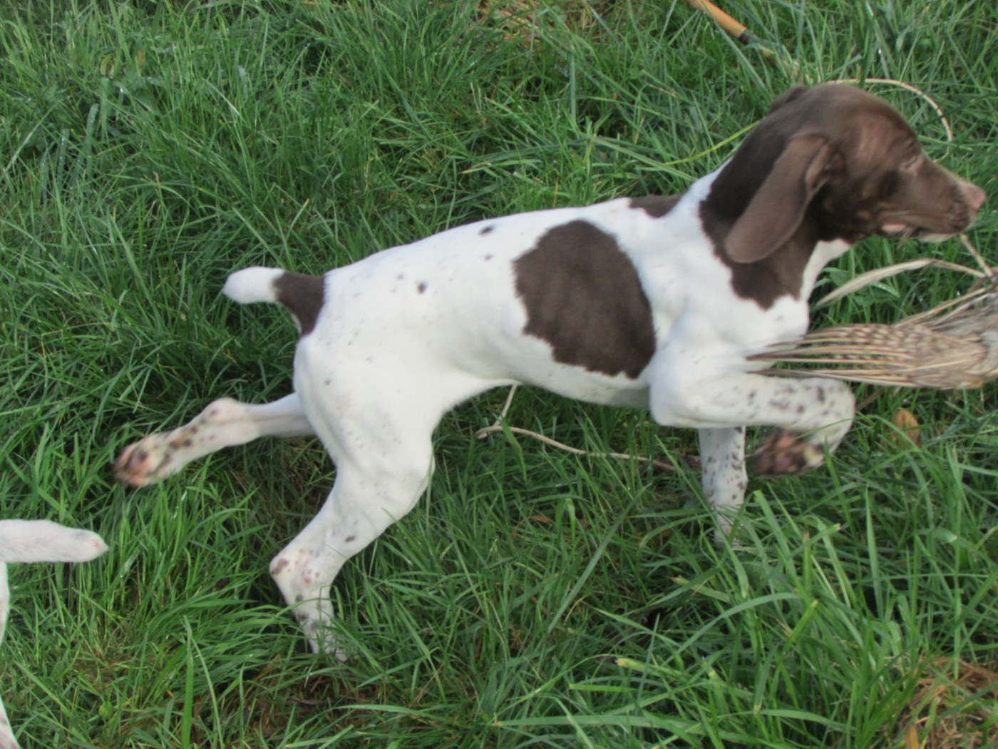 Du Vallon Des Gourbettes - Chiots disponibles - Braque français, type Pyrenees (petite taille)
