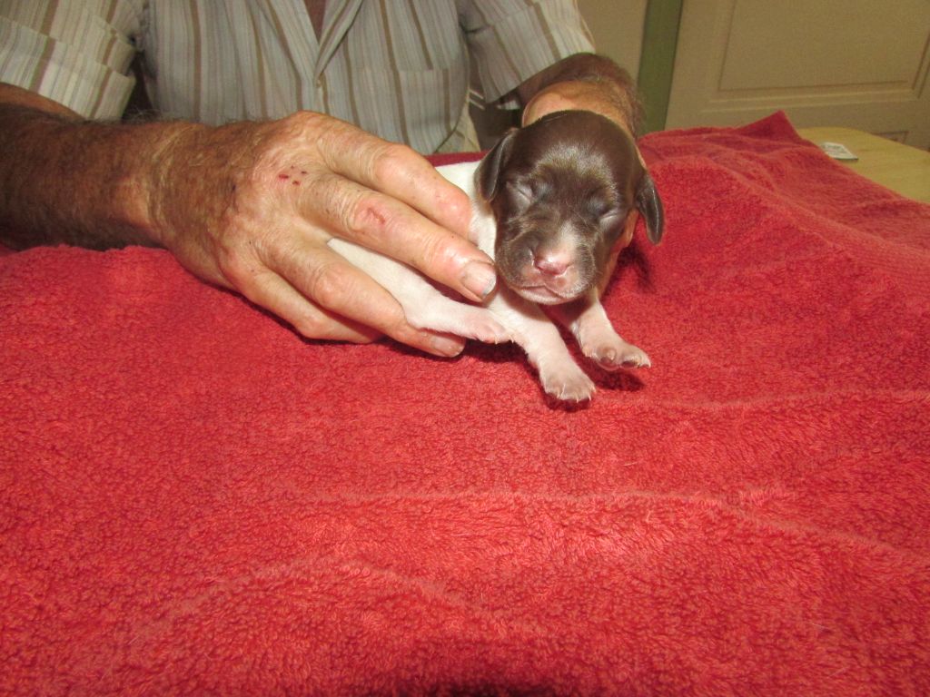 Du Vallon Des Gourbettes - Chiots disponibles - Braque français, type Pyrenees (petite taille)