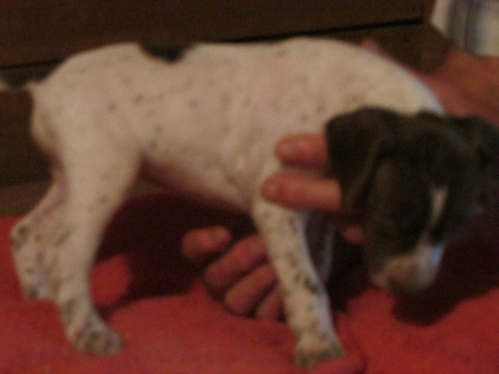 Du Vallon Des Gourbettes - Chiots disponibles - Braque français, type Pyrenees (petite taille)