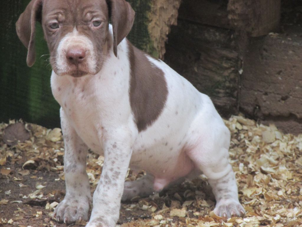 Du Vallon Des Gourbettes - Chiots disponibles - Braque français, type Pyrenees (petite taille)