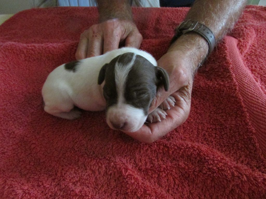 Du Vallon Des Gourbettes - Chiots disponibles - Braque français, type Pyrenees (petite taille)