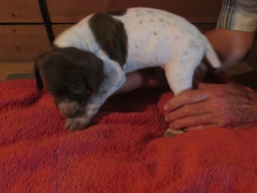 Du Vallon Des Gourbettes - Chiots disponibles - Braque français, type Pyrenees (petite taille)