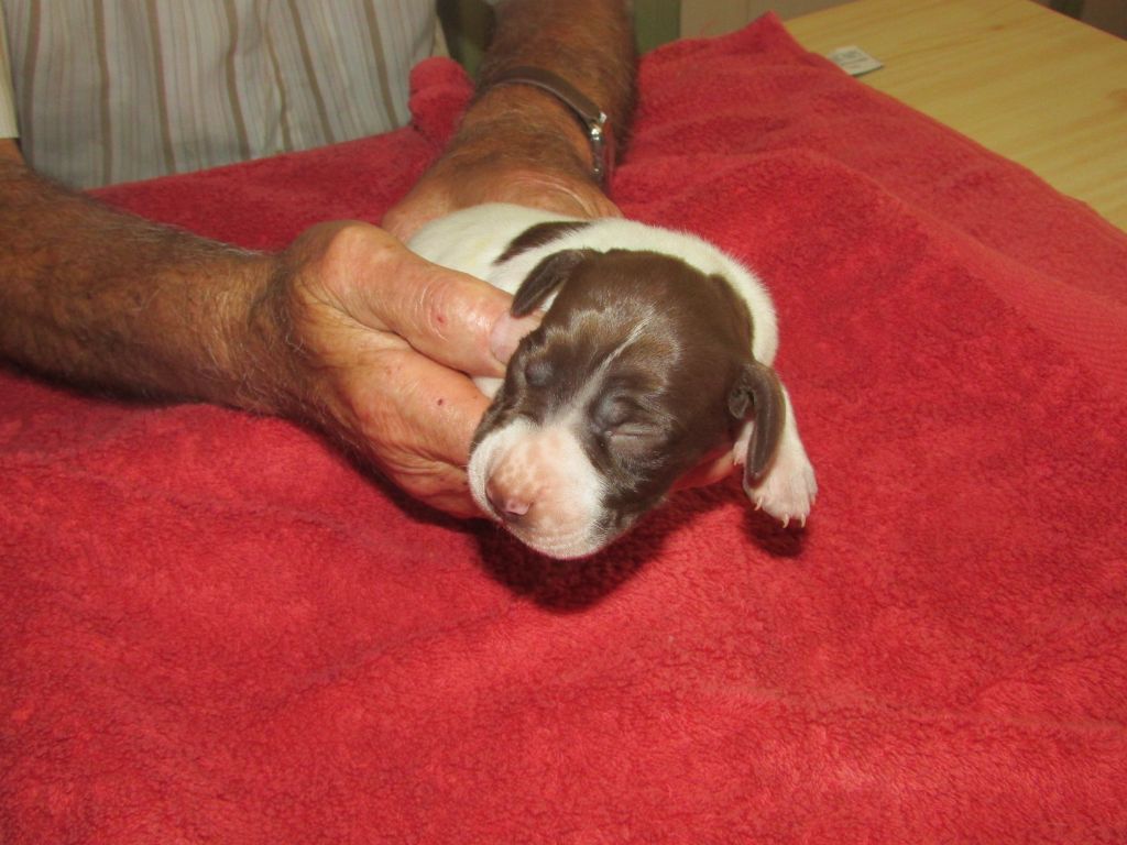 Du Vallon Des Gourbettes - Chiots disponibles - Braque français, type Pyrenees (petite taille)