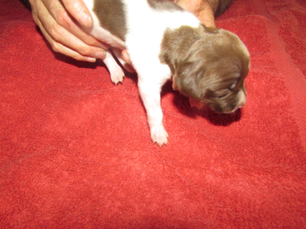 Du Vallon Des Gourbettes - Chiots disponibles - Braque français, type Pyrenees (petite taille)