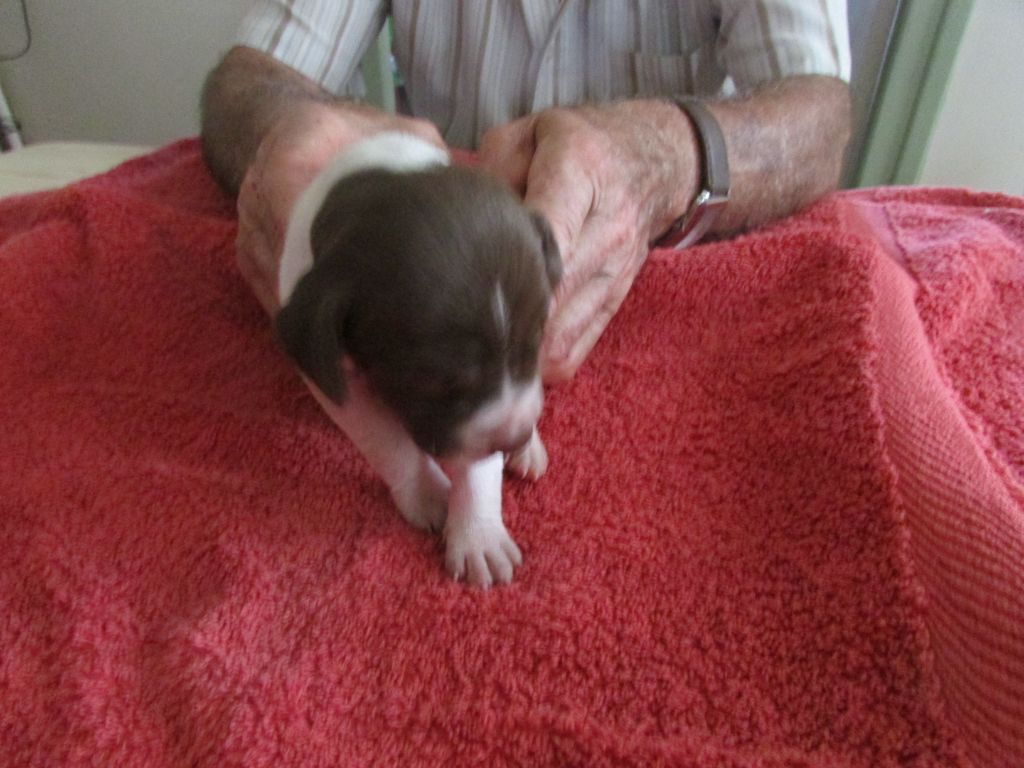 Du Vallon Des Gourbettes - Chiots disponibles - Braque français, type Pyrenees (petite taille)