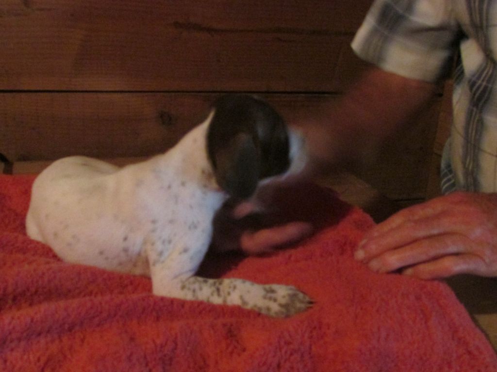 Du Vallon Des Gourbettes - Chiots disponibles - Braque français, type Pyrenees (petite taille)