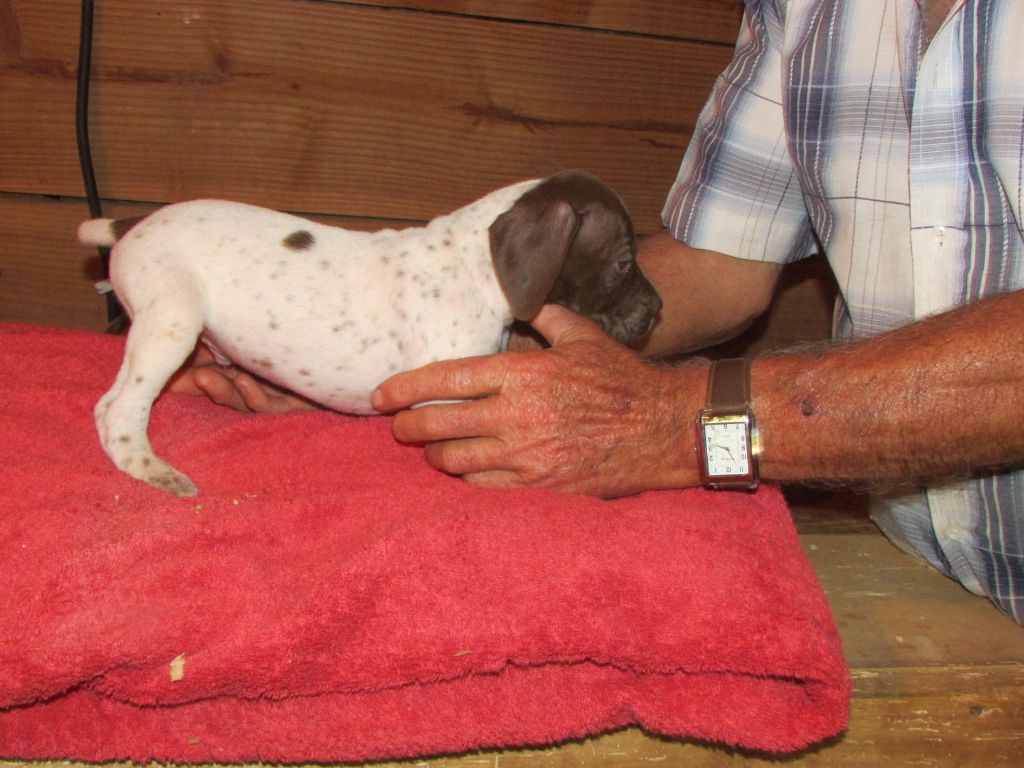 Du Vallon Des Gourbettes - Chiots disponibles - Braque français, type Pyrenees (petite taille)