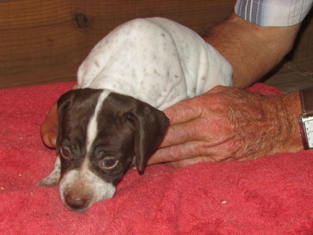 Du Vallon Des Gourbettes - Chiots disponibles - Braque français, type Pyrenees (petite taille)