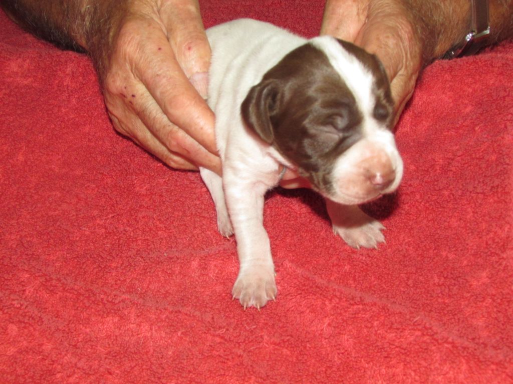 Du Vallon Des Gourbettes - Chiots disponibles - Braque français, type Pyrenees (petite taille)