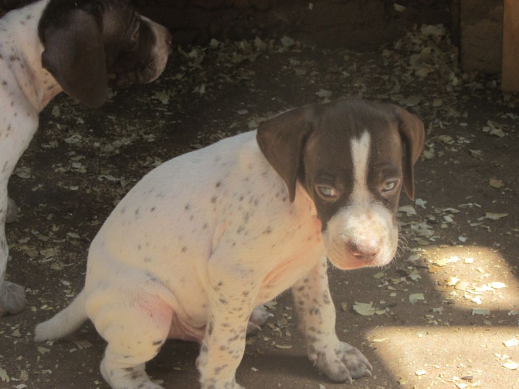 Du Vallon Des Gourbettes - Chiots disponibles - Braque français, type Pyrenees (petite taille)