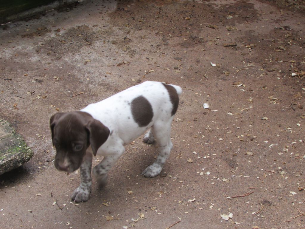 Du Vallon Des Gourbettes - Chiots disponibles - Braque français, type Pyrenees (petite taille)