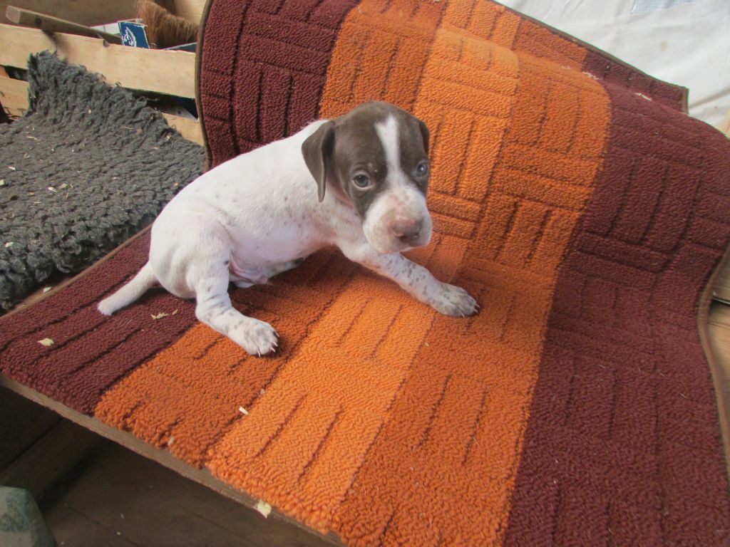 Du Vallon Des Gourbettes - Chiots disponibles - Braque français, type Pyrenees (petite taille)